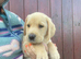 Labrador puppies ready now