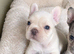Plaitnum French Bulldog