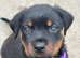 Last available Pup