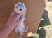 Silver 3 jill kits- 2 semi angora half micro and chunky standard jill.
