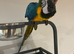 Baby HandReared Super Tame Cuddly Blue & Gold Macaw Parrot