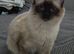 Girl, Ragdoll, Norwich