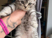 male British shorthair