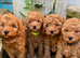 Cavapoo Stud Dog. Devon 5* Council Reg&rsquo;d