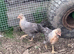 Legbar pullets 16 weeks old