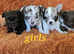 Long haired Choc & Choc Merle pups, Russian dad...