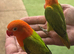 2 stunning lovebirds