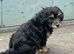 2 Lhasapoos x poodle