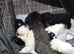 Malshipoo