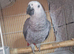 Super silly tame yang parrot