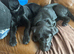 goldador puppies ready for their forever homes