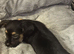 Dachshund cross beautiful puppies