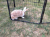 Female continental giant rabbits 2 to choose from