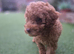 Male toy poodle