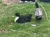 Swedish Blue hatching eggs