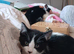 2 male kittens