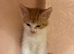 Ragdoll X &pound;100