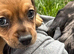 Stunning puppies mini Dachshund