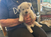 KC registered beautiful litter