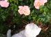 Beautiful British Shorthair male cat in Cheltenham