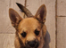 with great sadness. Needs to rehome.