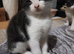 White/black female fluffy kitten
