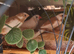 2 pairs of Thorn and white bengalese finches