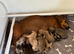 Standard dachshund puppies