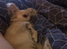 Apple head male chihuahua,