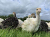 Turkeys