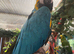 Very Tame Blue and Gold Macaw – £1,700