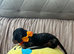 5Miniature duschund puppies