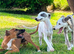 Whippet x Italian Greyhound puppies