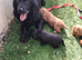 Cocker spaniel puppies