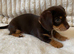 Gorgeous Chocolate Chiweenie Puppies - Ready Now