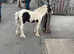 Mare & foal cob