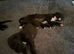 Two stunning male whippet puppies