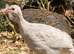 Guineafowl Keets for sale