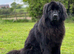 Male Newfoundland: Looking for a new home