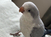 LAST hand reared Quaker baby