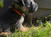 Last 3 Border Terrier puppies
