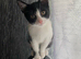 2 cats free ( phoenix and clover)