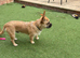 Jack Russell Cross French Bulldog