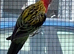 Rosella for sale