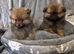 Beautiful teddy bear Pomeranian puppy's