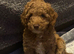 Miniature Poodle puppy's