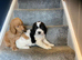 Two lovely Goldendoodle pups for sale