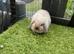 Seal point mini lop baby rabbits