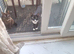 Adult boy and 2 13 week old kittens