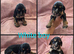 KC Reg health tested working cocker spaniels